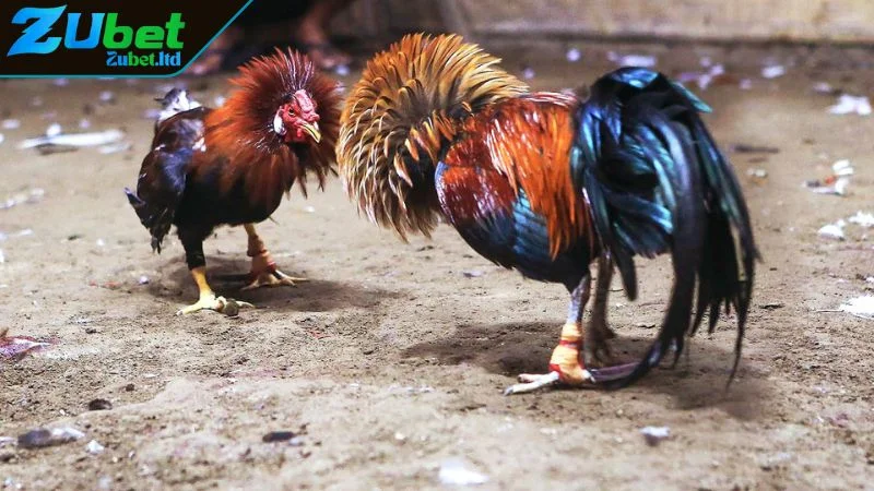 Cách Chơi Đá Gà Thomo Từ A-Z Cho Người Mới Tại ZUBET Giới thiệu về đá gà Thomo